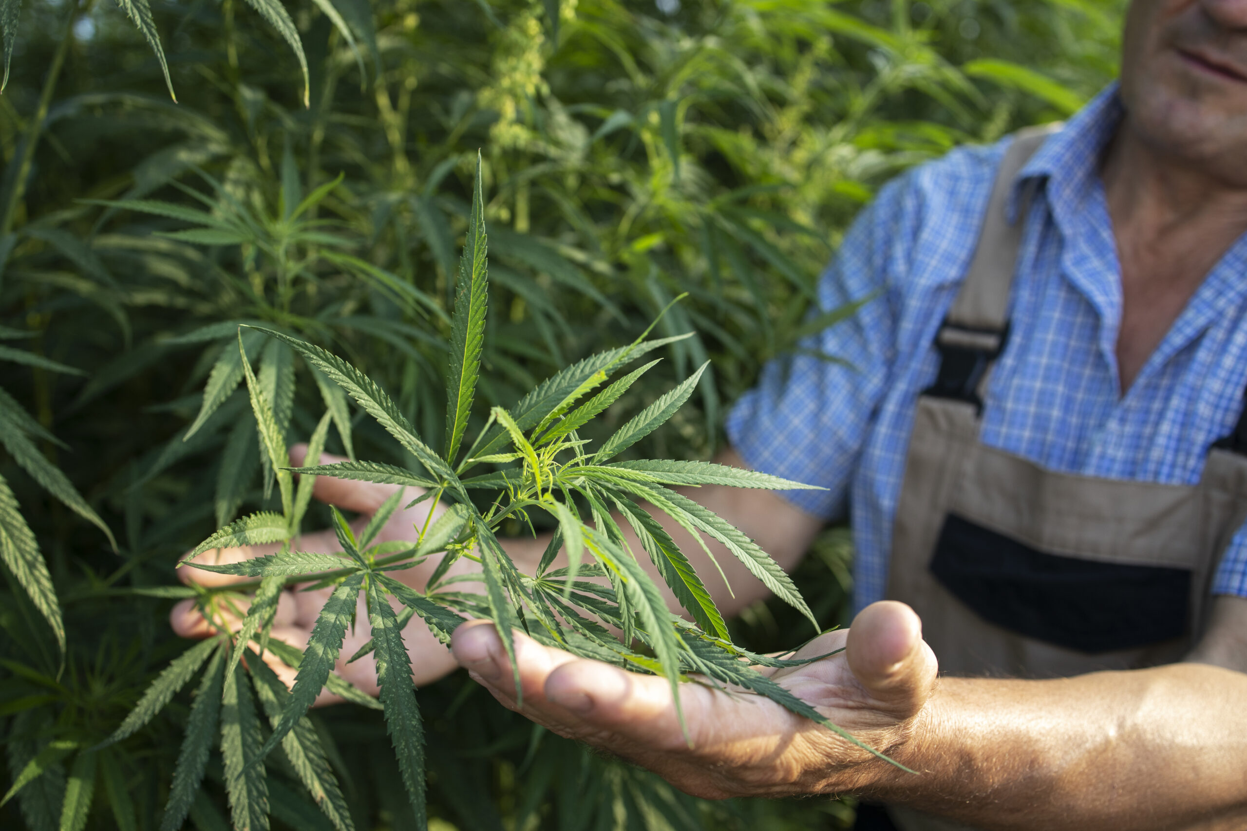 le Cannabis thérapeutique